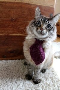 cat tie
